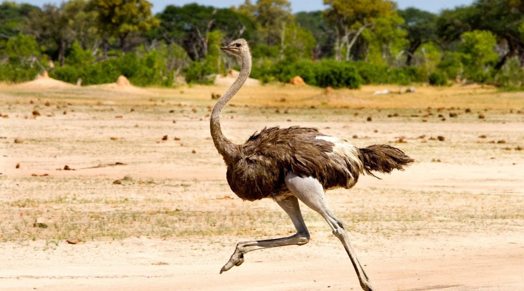 Autruche d'Afrique