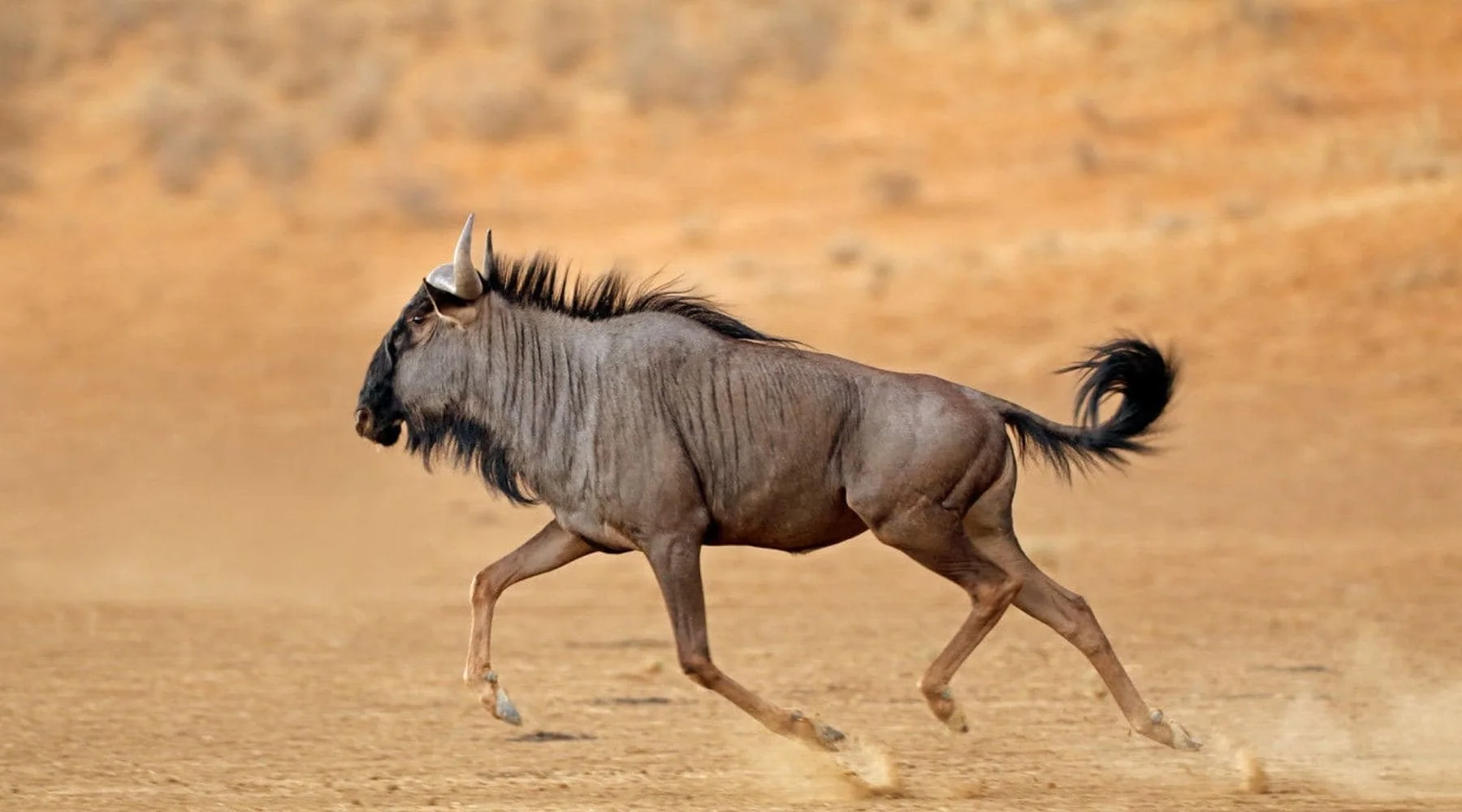 Gnou