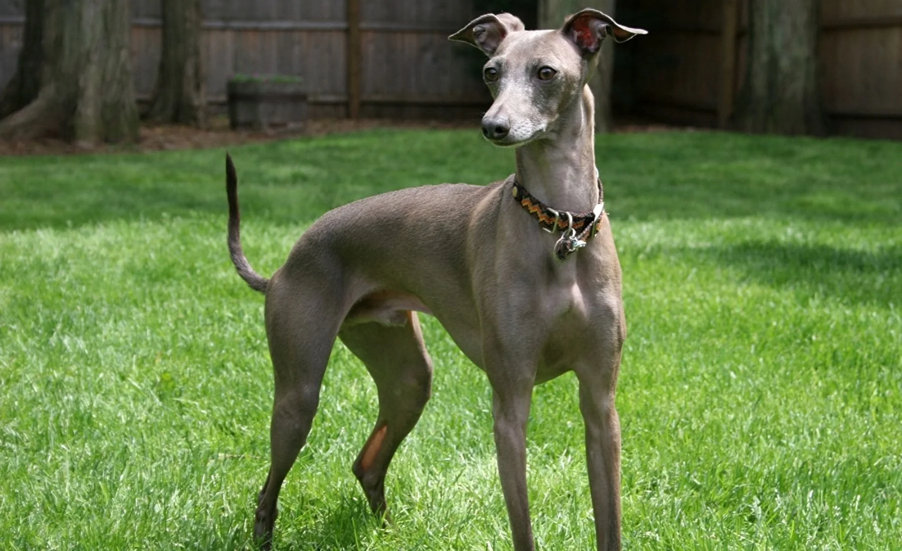 Lévrier Greyhound