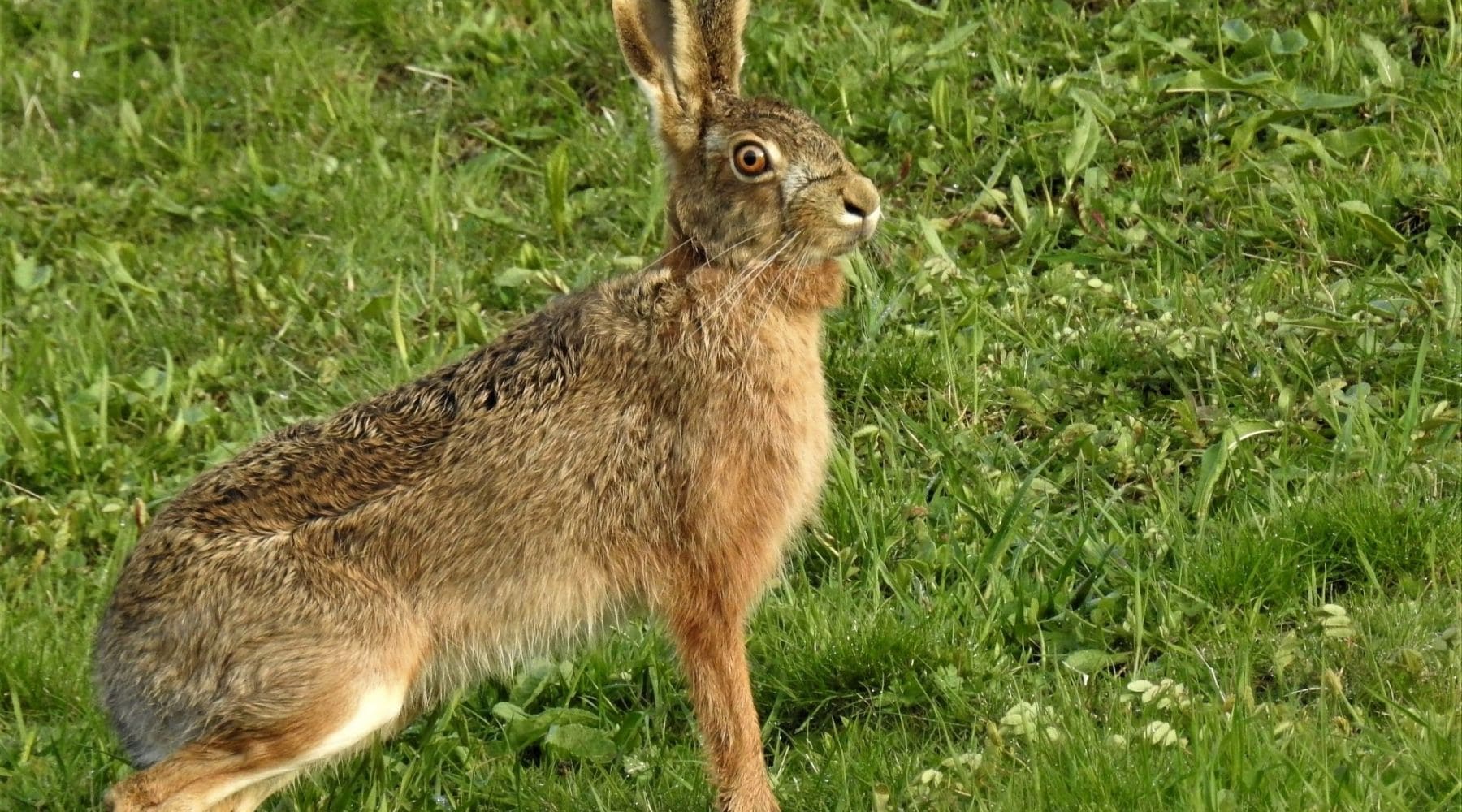 Lièvre Brun