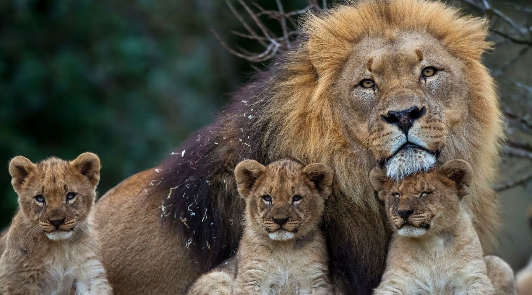 Lion et lionceaux