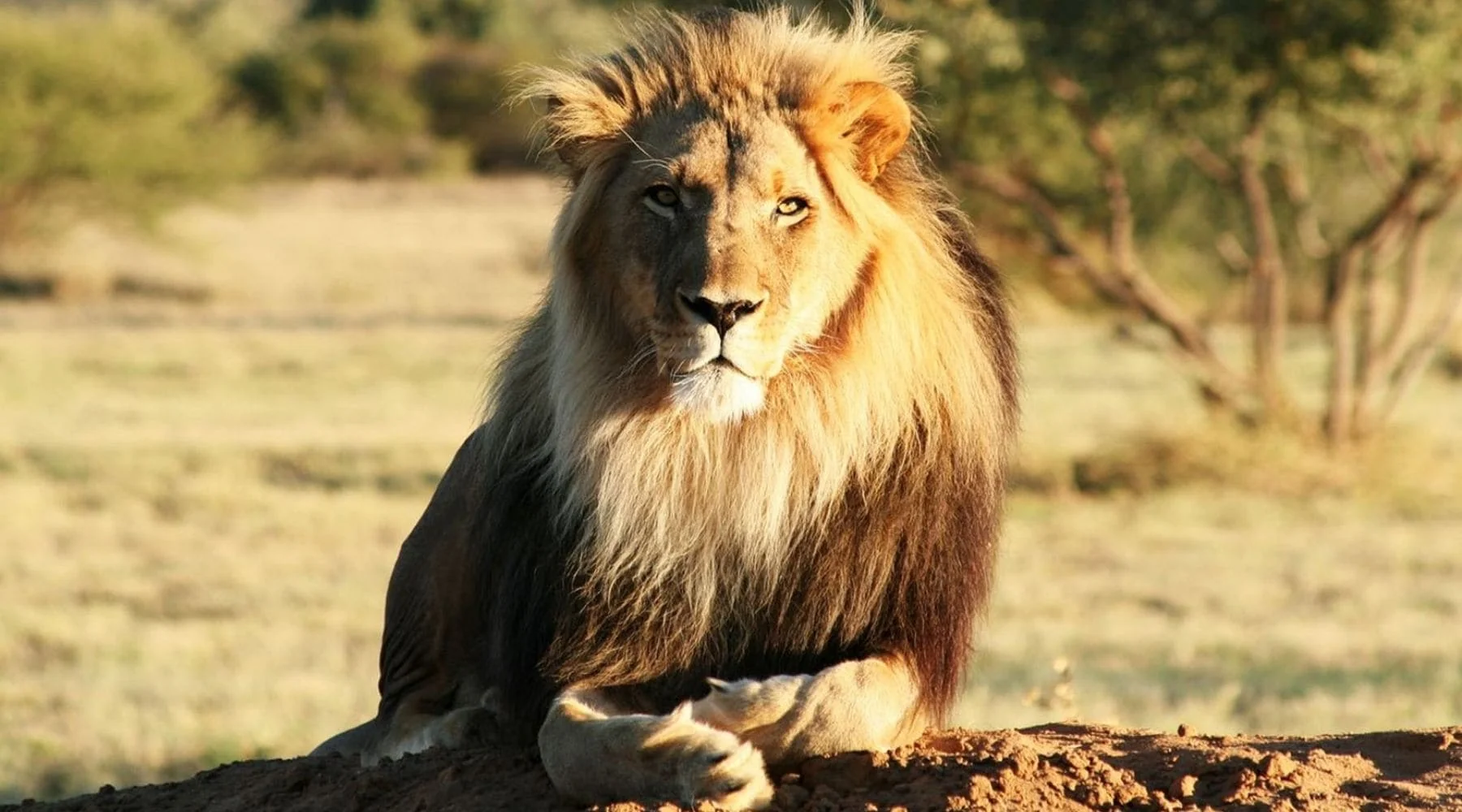 Lion