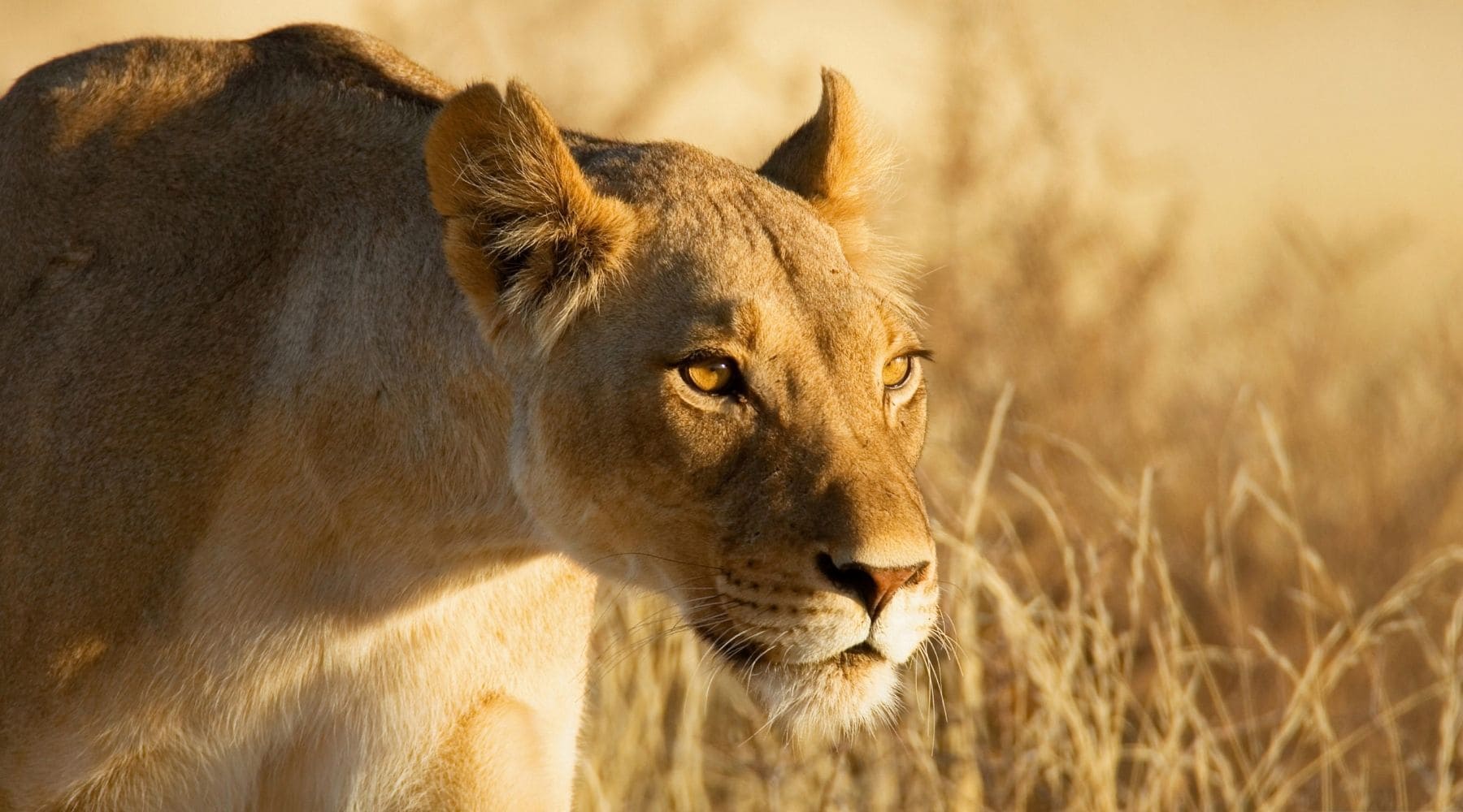 Lionne