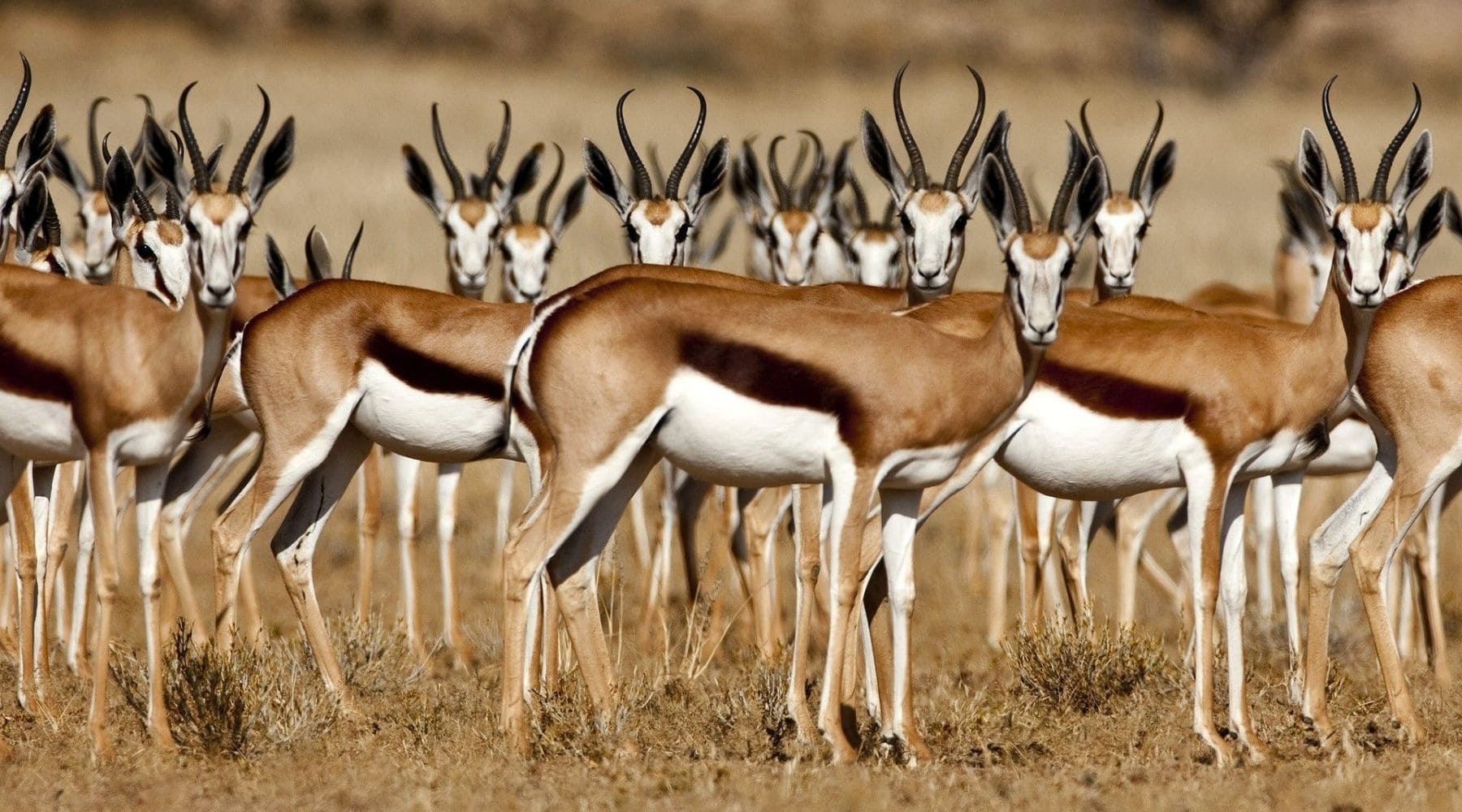 Springbok