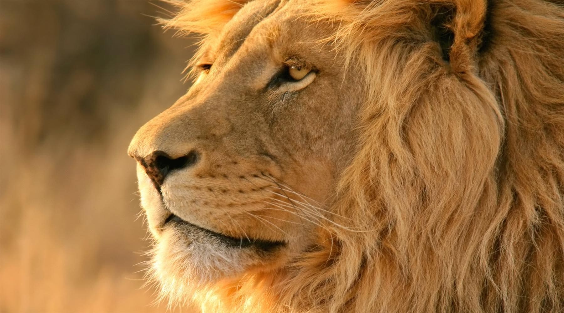 Tête de lion