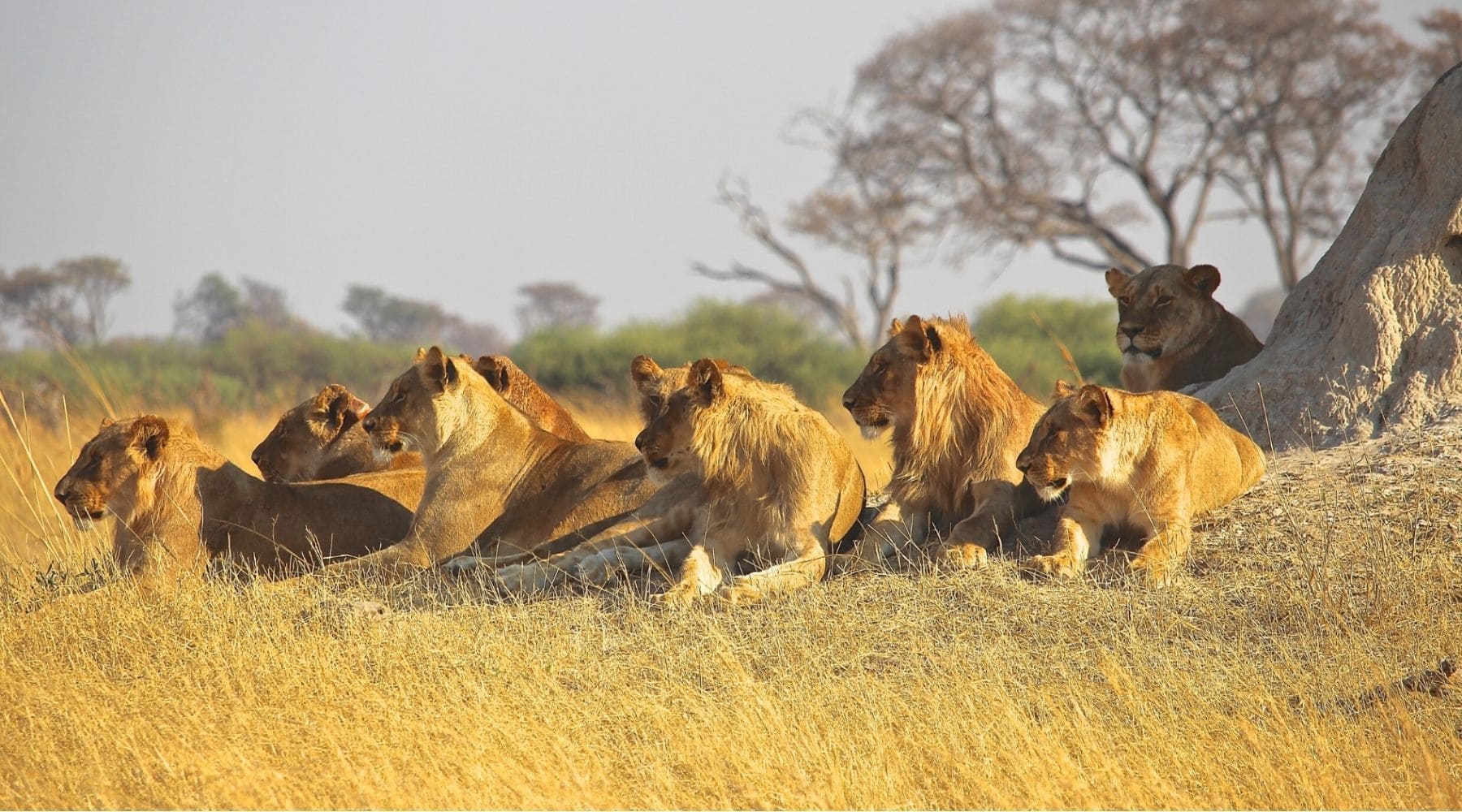 Troupe de lions
