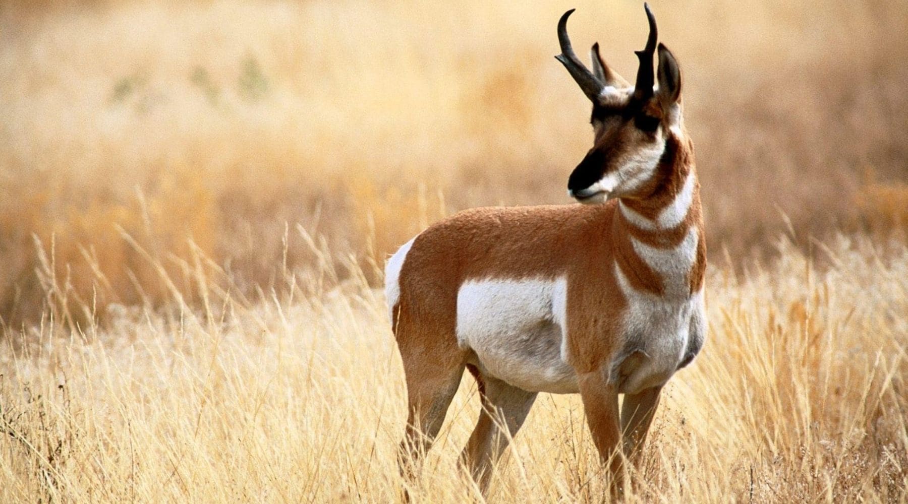Antilope d'Amérique