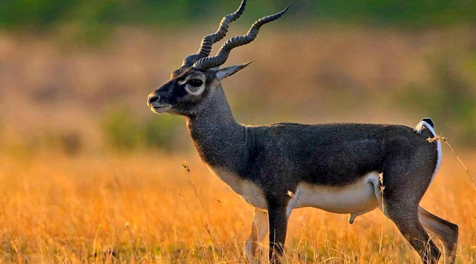 Blackbuck
