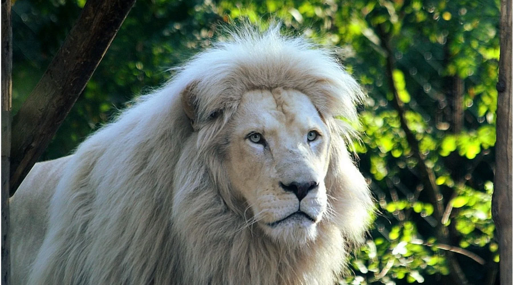 Lion blanc