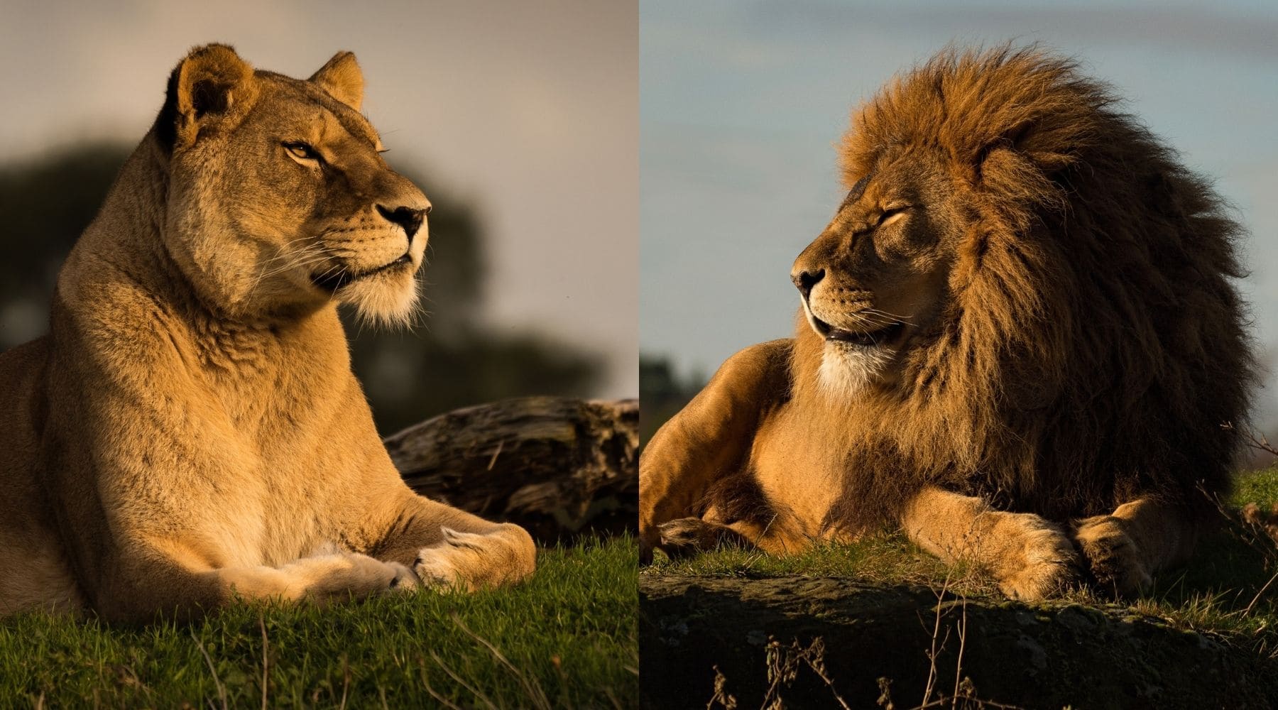 lion lionne